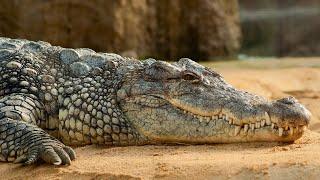 Crocodile Skin: Unveiling the Secrets of an Ancient Armor - reptile skin