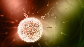 How To Fertilize Eggs