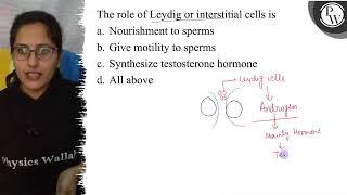 The role of Leydig or interstitial cells is a. Nourishment to sperm...