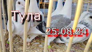 Ярмарка голубей г.Тула 25.08.24