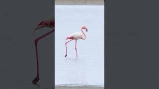 Flamingoh