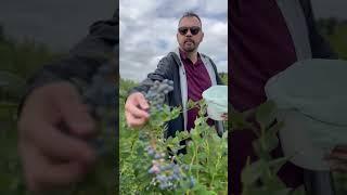 Blueberry picking in Michigan