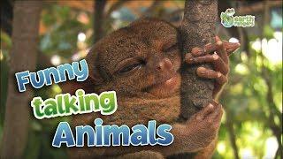 Funny Talking Animals