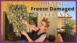 PRUNING 4 DIFFERENT FREEZE DAMAGED SUCCULENTS