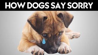 How Dogs Apologize to Their Humans?