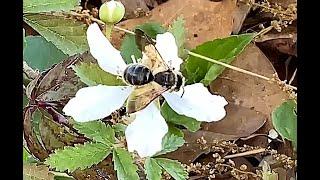 Zen Garden - Vibin’ With Some Bees on Dewberry Brambles - natural birdsong