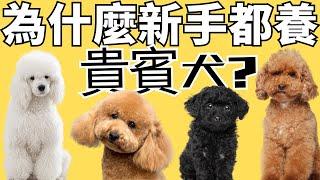 【為什麼貴賓犬是最愛？】7大優點揭開貴賓犬最吸引人的魅力！CC ｜7 Advantages of a Miniature Poodle