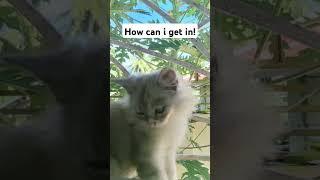 want ro get in! #kitten #cute #kitty #adoreble #cuteanimals #cat #adorably