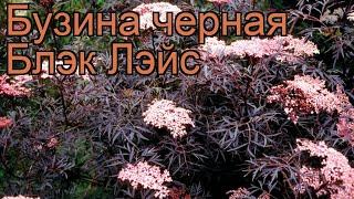 Бузина черная Блэк Лэйс (sambucus nigra)  Блэк Лэйс обзор: как сажать, саженцы бузины Блэк Лэйс