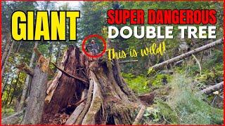 Huge 10ft Double Danger Tree | No Jacks & No Pushers