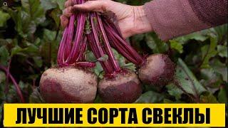 ЛУЧШИЕ СОРТА СВЕКЛЫ || КАКУЮ СВЕКЛУ ПОСАДИТЬ #Бордо237 #Браво #Валентина #Мона #одноростковая