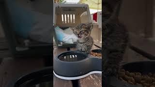 Baby cute cat.                                        #cat #catshorts #baby #puppy #complication