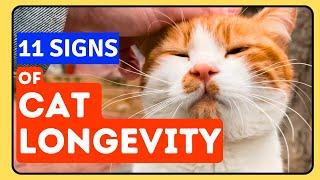 The Long-Life Formula for Cats - 11 Essential Signs You Need to Know!