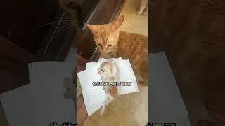 This Kitten’s Journey Ended Here 