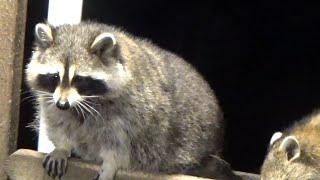 18 Raccoons at the Diner