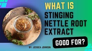 What is Stinging Nettle Root Extract Good For?