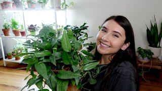 Cebu Blue Pothos Houseplant Care | Epipremnum Pinnatum