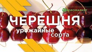 УРОЖАЙНЫЕ СОРТА ЧЕРЕШНИ от саженца до большого дерева [Агромаркет]