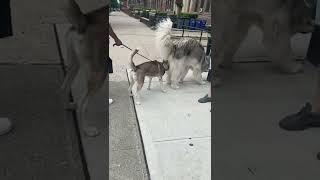 SIBERIAN HUSKY VS. ALASKAN MALAMUTE