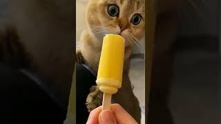 Приколы про животных/приколы про кошек и собак #shortvideo #catfunny #cat @Rydik