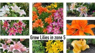 Grow lilies in zone 5: Asiatic&Oriental lilies, Apricot Fudge,Elodie,Stargazer,Salmon Star, Anouska