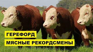 Порода крс Герефорд плюсы, минусы, особенности | Герефорд бычки | Герефорды