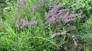 ️Зимостойкая ЛАВАНДА Сорт МАНСТЭД ⭐️Обзор Lavandula angustifolia ‘MANSTEAD’