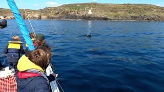 Basking shark watching with Marine Discovery Penzance