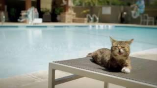 BUB TRAVELS