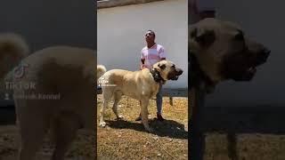 100 cm dev bir #kangal