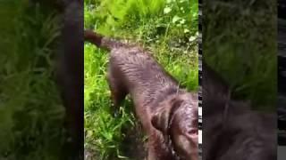 Labrador retrieves a dummy from a river