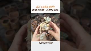 다육은  손옹기화분 #succulent #다육식물