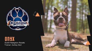 From Wild to Well Behaved! | Boston Terrier | Off Leash K9 Training Hampton Roads