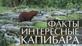 Капибара - интересные факты (Видео, Звуки, Фото)