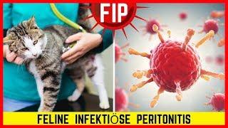 FIP KATZE? Bedeutung, Symptome & Behandlung von Feline Infektiöse Peritonitis