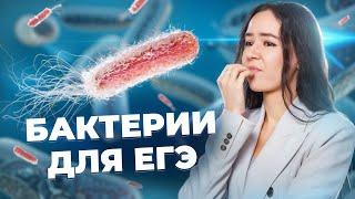 Все о бактериях для ЕГЭ по биологии | Умскул