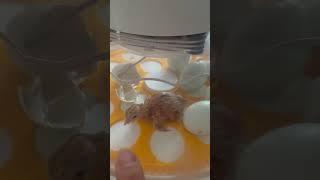 Incubator Chick! A New Batch of Baby Chick Hatching 