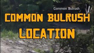 RDR2 Online - Common Bulrush Location