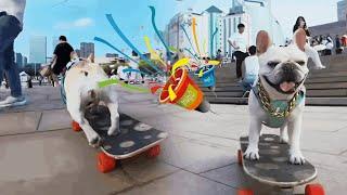 The dog skateboarded to challenge the crowded Nanchang Bayi Square~