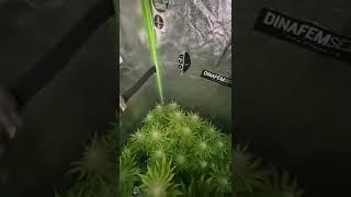 Big Devil #2 Auto  / Cannabis Indoor Grow By Sweet Seeds