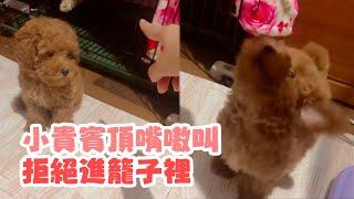 訓練狗狗進籠裡！小貴賓犬奶音狂頂嘴｜寵物動物｜貴賓狗