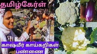 காஷ்மீர் காய்கறிகள் பண்ணை / vegetable garden in kashmir #villagelife #kashmir #tamil #vlog