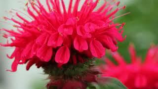 POW - Monarda Bee-Happy