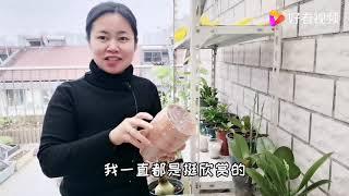 入了几个小的红陶盆，刚好可以来养蝴蝶兰，颜值瞬间提升许多合算