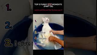top 5 funny cat moments!!!