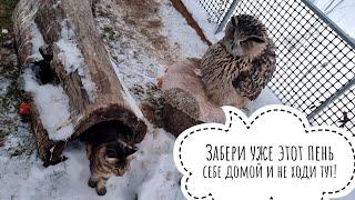 New tawny owls settle in the aviary. Moroshka cat checks what morning the owl Yoll has:it was good!