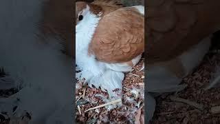 #abrar #pigeon #bird #attitudestatus #sunny #shortvideo #emotional