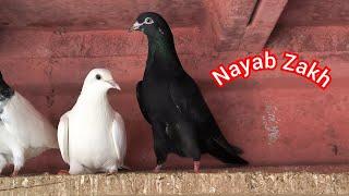 Nayab Zakh Kabootar Home Breed | Hashim Mahmood Pigeons