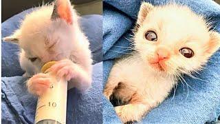 Tiny Kitten Rejected by His Mom and Needs Syringe Feeding