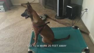 Belgian Malinois Puppy | Trick Dog Champion